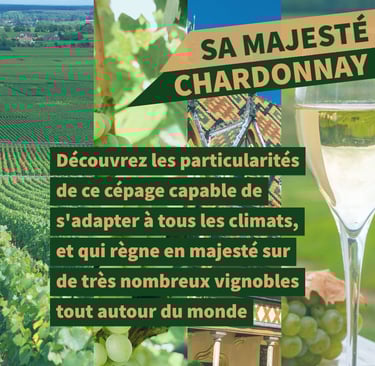 cours oenologie chardonnay bourgogne