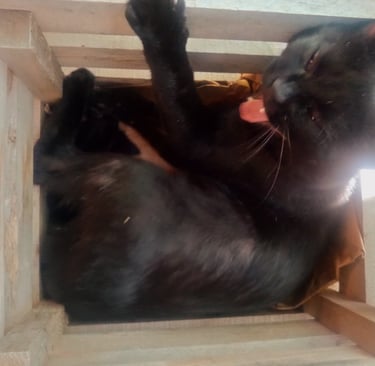 Milo the little kitty, yawning as he rests in his wooden crate..