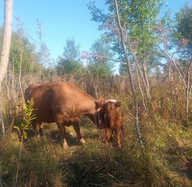 Mother Opa, a Scotch Highland cow, with her new calf, Chicory, born August 29th.