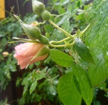 One of Ann’s rosebushes, a climbing flower in front of Greenhouse One.