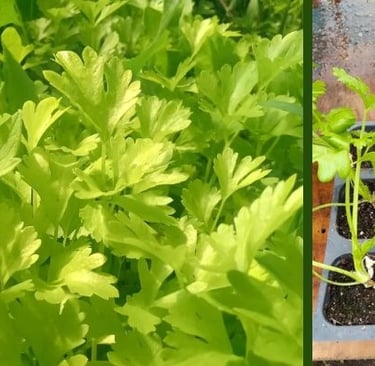 photos of Celebration celery in the ground and as seedlings in our greenhouse