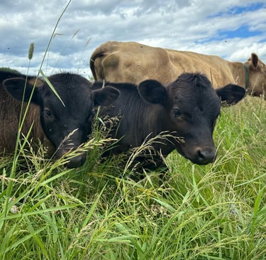 a photo of the cows in the field