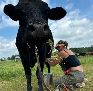 Kia-Beth milking Fern