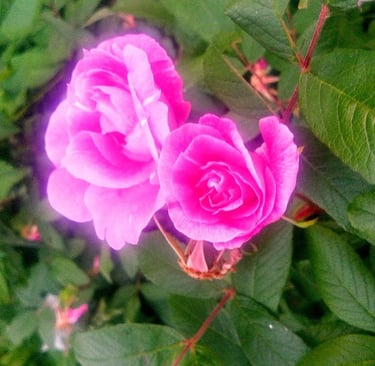A glowing pink rose blooms, one blossom more open than the other