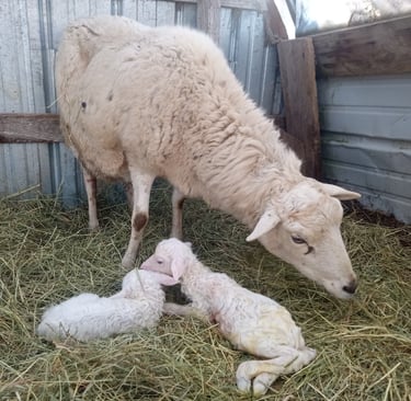 a sheep with two white lambs in the hay