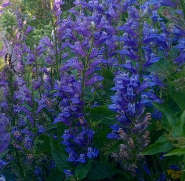 a field of blue lobelias