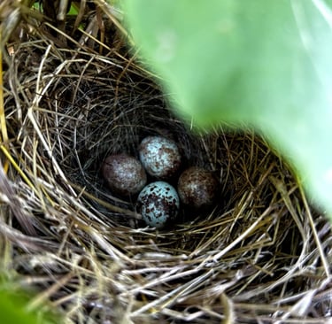 Sparrow eggs in the backyard