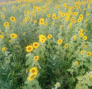 A large field of sunflowers