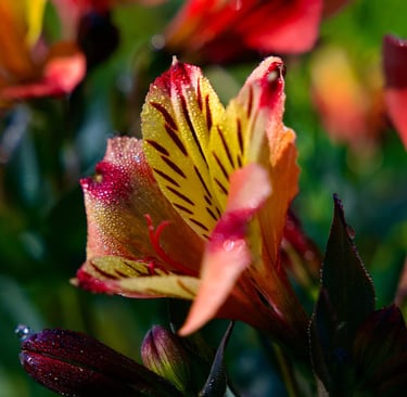 Photo Fleur