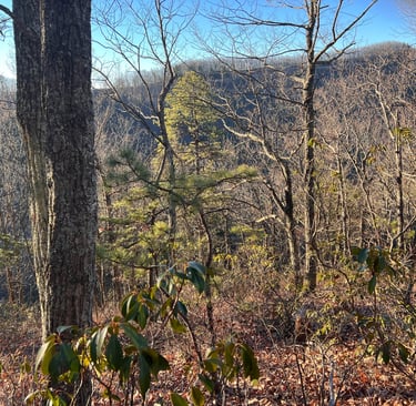 spectacular view from the spec mine trail in the woods