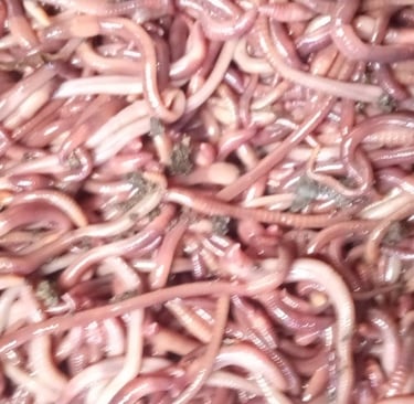 A pile of Red Wigglers