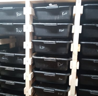 Red Wiggler Worm Bins on a rack