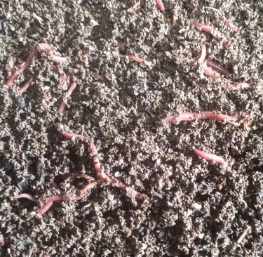 Red Wigglers eating in a worm bin