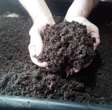 Handfull of worm castings