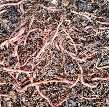 Close-up of live red wigglers used for vermicomposting