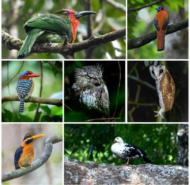 Way kamabs and Way Kanan Birding tour