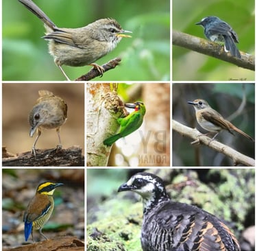 East Java Birding Tour