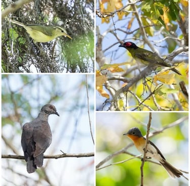 Timor Birding Tour