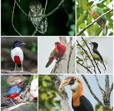 Halmahera Birding Tour