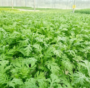 Trang trại của Green Agri sử dụng giống cây trồng tự nhiên, Non GMO