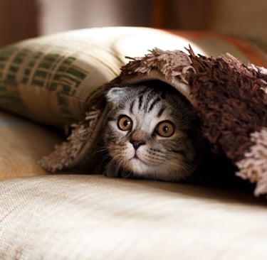 A cute tabby Scottish Fold kitten peeking out from under a fuzzy brown blanket on a sofa.