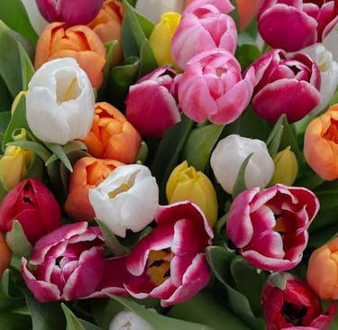 what flowers symbolize new beginnings