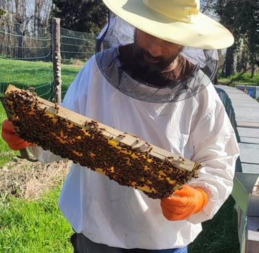 Gian Luca vestito da apicoltore che osserva un telaio.