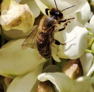 un'ape posata su un grappolo di fiori d'acacia.
