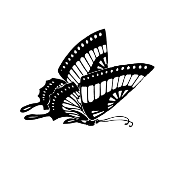 a butterfly butterfly on a gray background