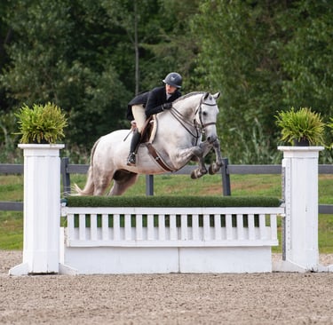 hunter derby horse pre green imported europe belgium - no limit mc z
