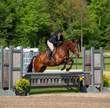 equitation horse, jumper, schoolmaster