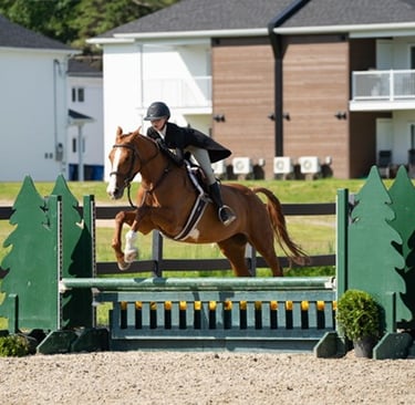hunter schoolmaster horse confidence builder