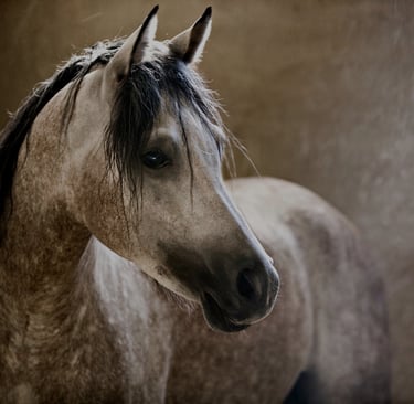Ra'ad many years ago when his coat was still dark and his mane black