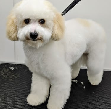 a dog is standing on a black mat mat