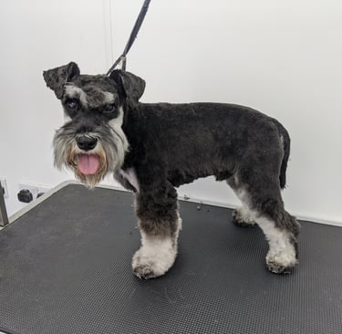 a dog is standing on a black mat mat