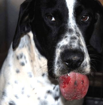 nécrose-langue-chien-chenilles-processionnaires