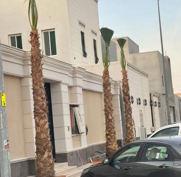 نخيل واشنطونيا طويل بأوراق مروحية جميلة