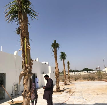 توريد نخيل ملوكي في الباحة