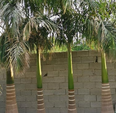 نخيل ملوكي طويل يضيف مظهرًا فخمًا للحدائق