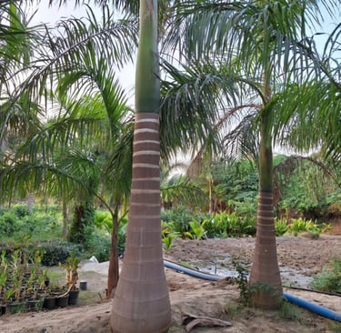 نخيل ملوكي مزروع بعناية في مشروع زراعي داخل السعودية