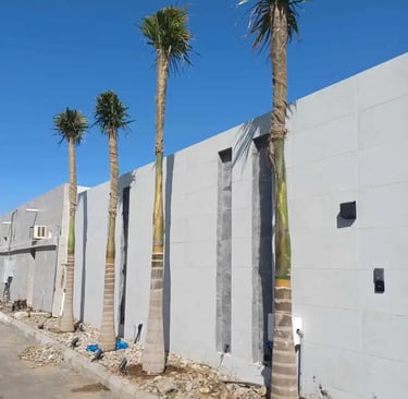 توريد نخيل ملوكي في الرياض