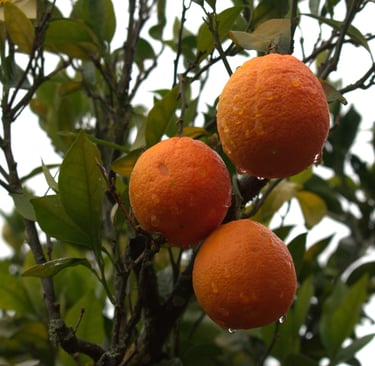 3 sinaasappels hangen in de boom