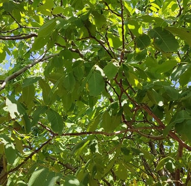 Stabla oraha u punom sjaju