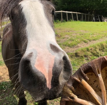 Horse blessing drum