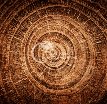 vue zoomée de l'intérieur d'un tronc