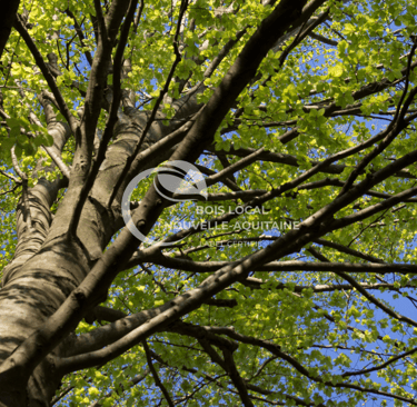 vue d'un arbre d'en bas