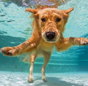 cucciolo di cane che fà il bagno in piscina Rocks Design Roma