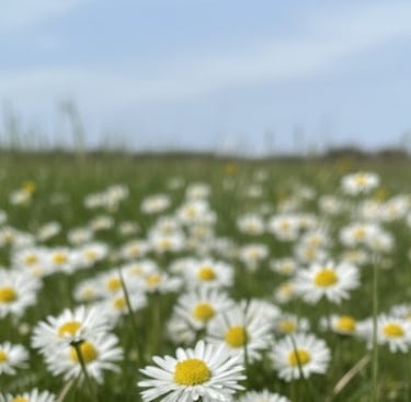 Picture of daisies