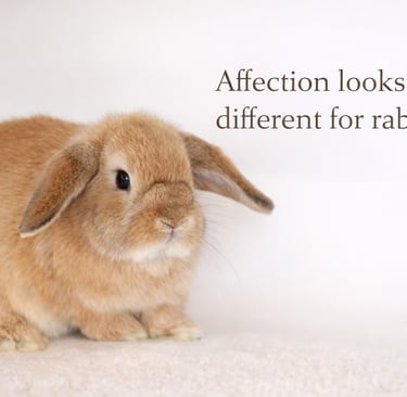 Hot Cross Buns' Fruit Loop waiting to accept affection