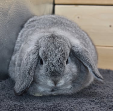 Hot Cross Buns' Beanie - baby chinchilla Holland Lop doe